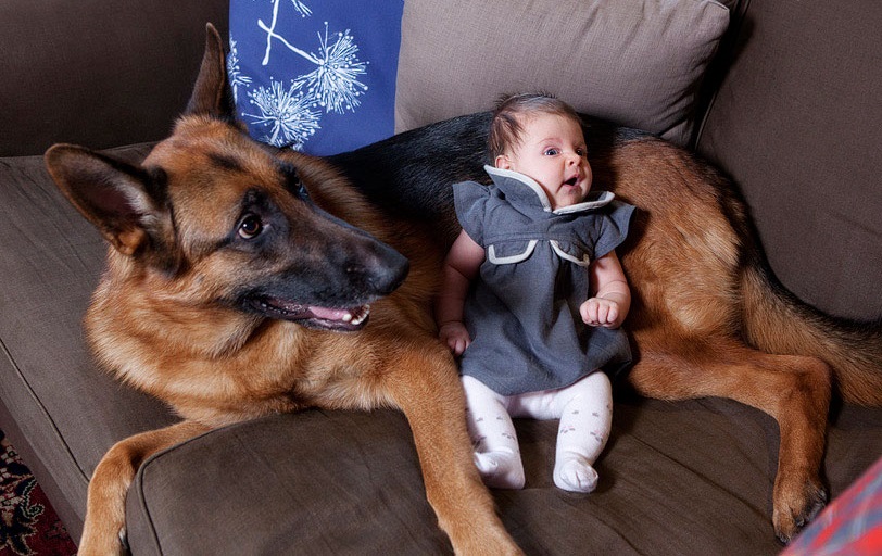 12 Important Reasons To Never Own German Shepherds 48 12 Important Reasons To Never Own German Shepherds 4