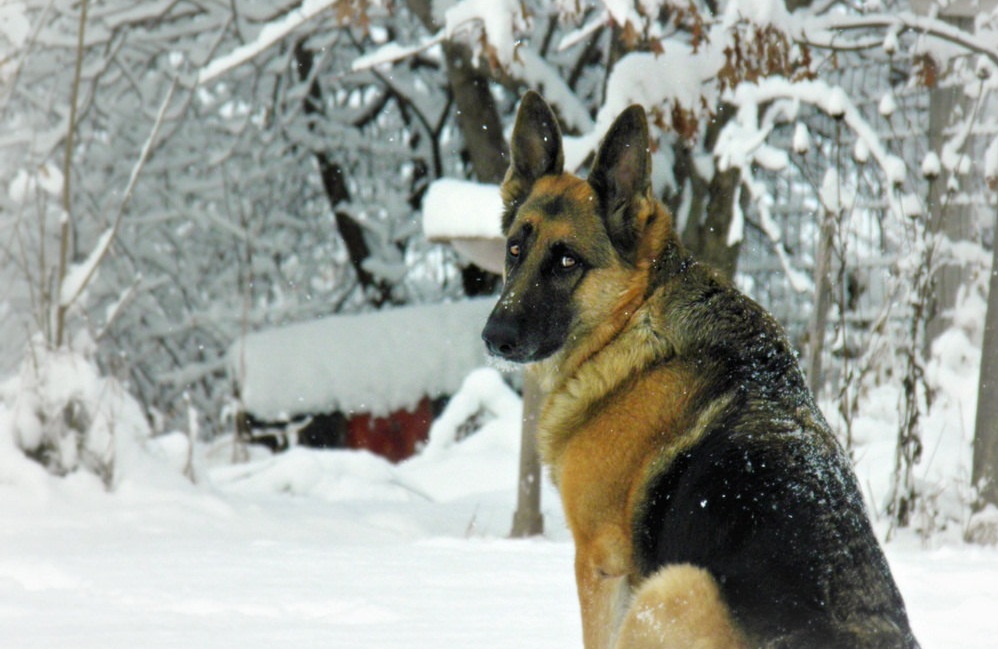 Hero German Shepherd Leads Police To Burning Home 10