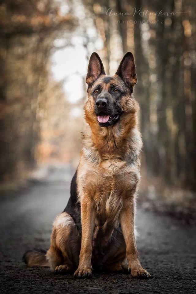 German Shepherd protect dog