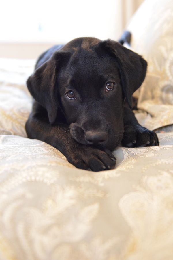 These Labradors Will Make You A Better Person
