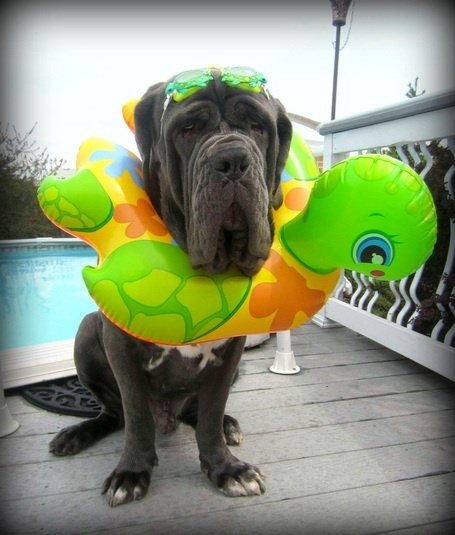 10 Mastiffs That Will Make You Laugh Every Time 5 Neapolitan Mastiff
