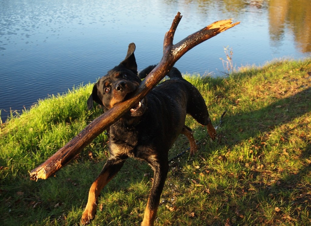12 Reasons Why You Should Never Own Rottweilers 6 Rottweiler and stick
