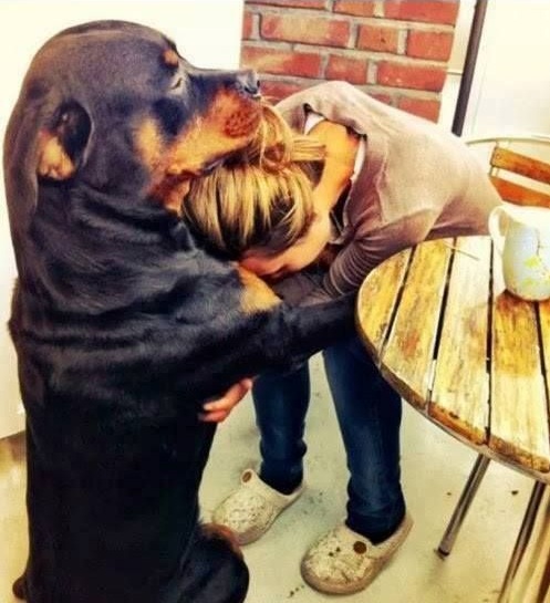 12 Reasons Why You Should Never Own Rottweilers 10 Rottweiler friend