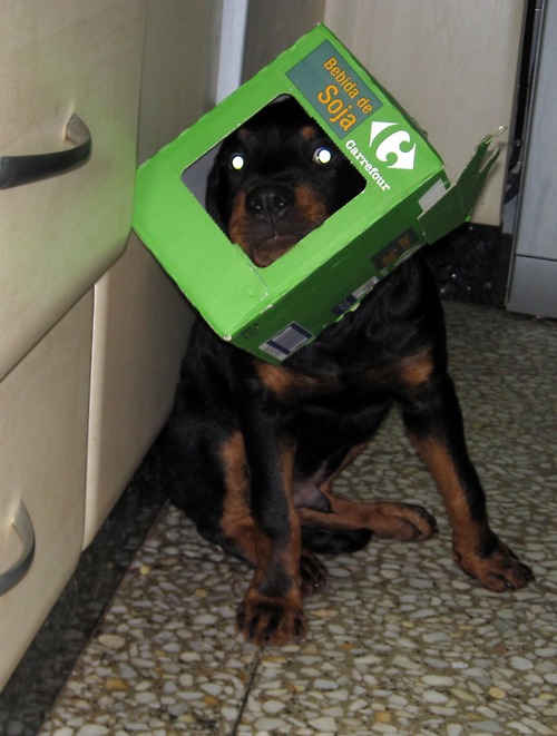 12 Reasons Why You Should Never Own Rottweilers 8 Rottweiler funny