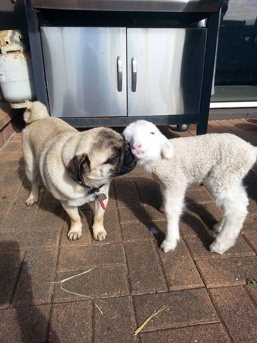 animals cute pug funny