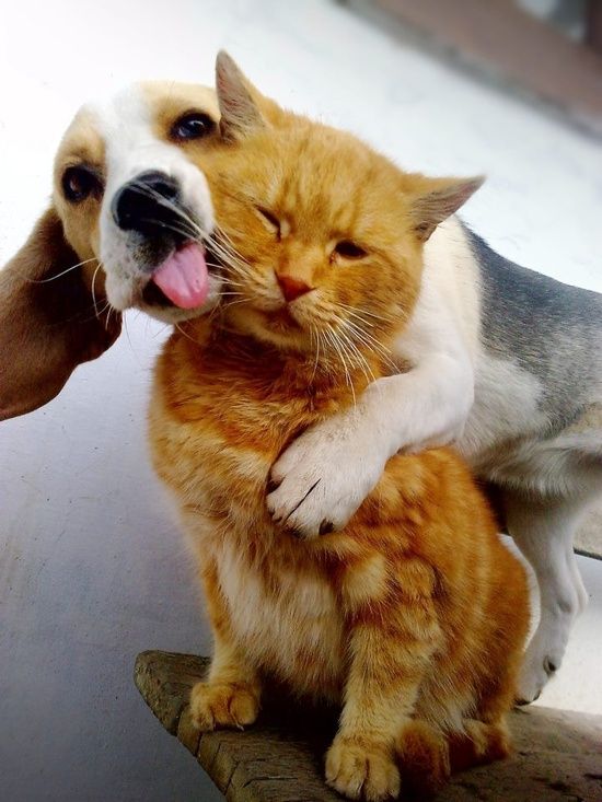 beagle hate cats