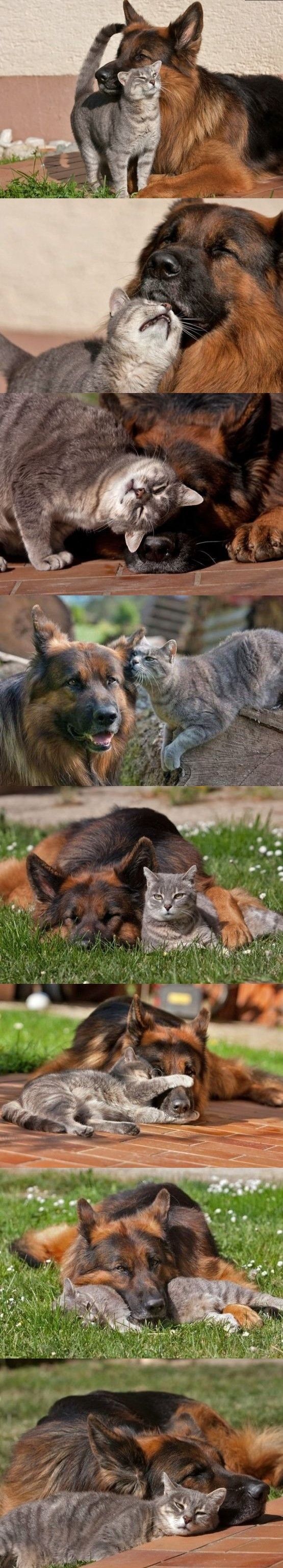 best friends, dog, cat