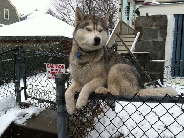 boss, husky, dog, fence