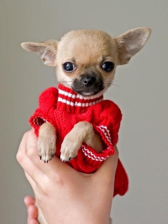 cute chihuahua photo image