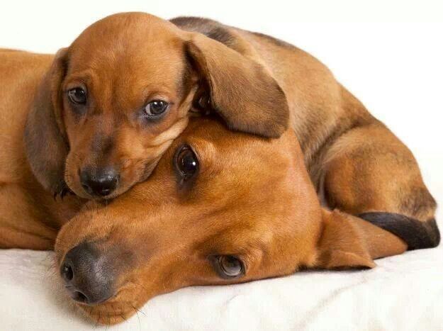 cute dogs dachshunds