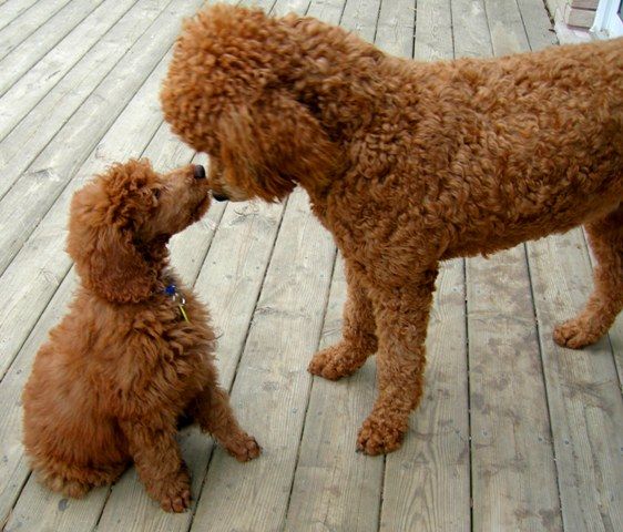 12 Reasons Why You Should Never Own Poodles 9 cute pics dogs poodles fun