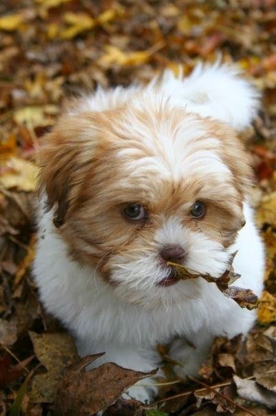 cute puppy dog leaves