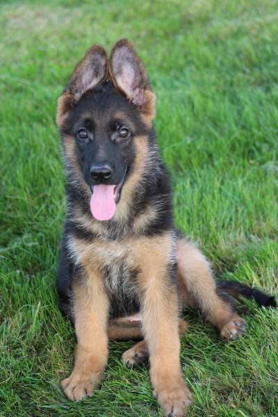 cute puppy german shepherd