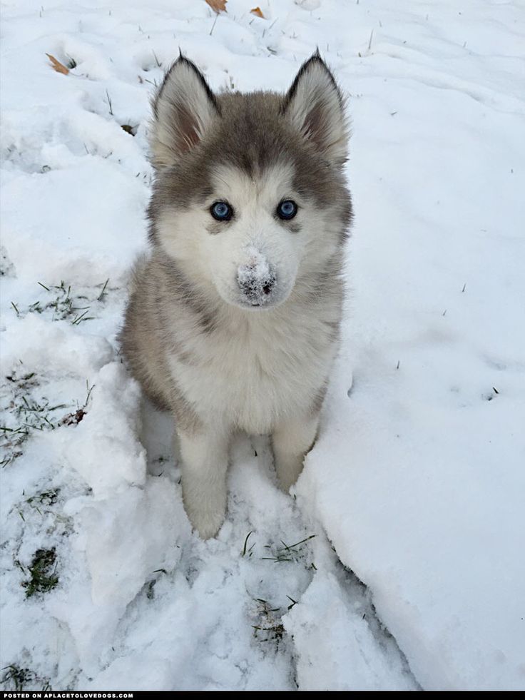 cute puppy, husky, snow