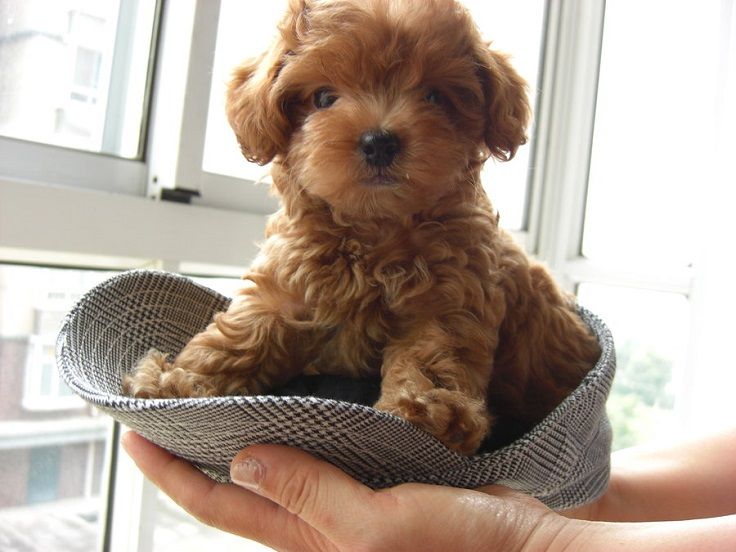 12 Reasons Why You Should Never Own Poodles 1 cute puppy poodle pet
