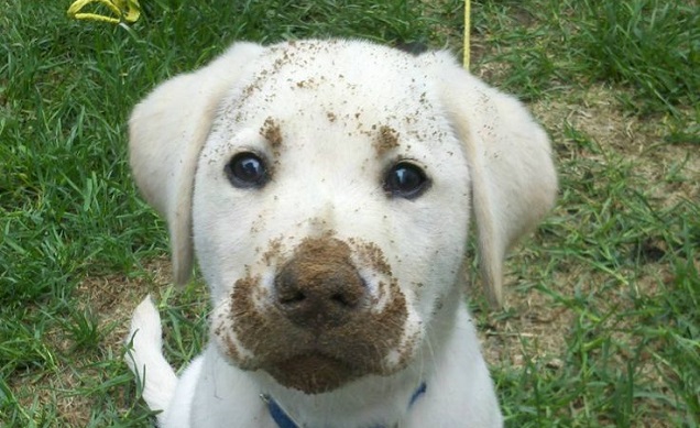 10 Adorable Labrador Retriever Puppies You've Ever Seen 2