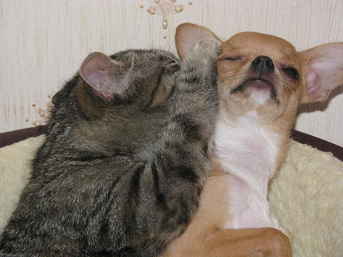 dog cat funny