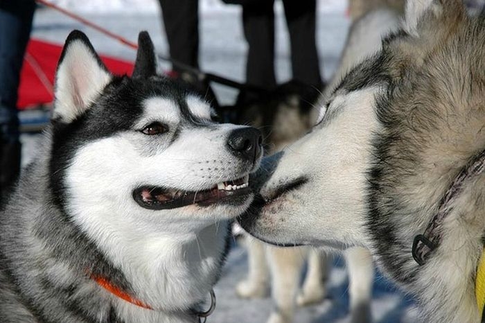 These 12 Most Beautiful Huskies Will Make You A Better Person