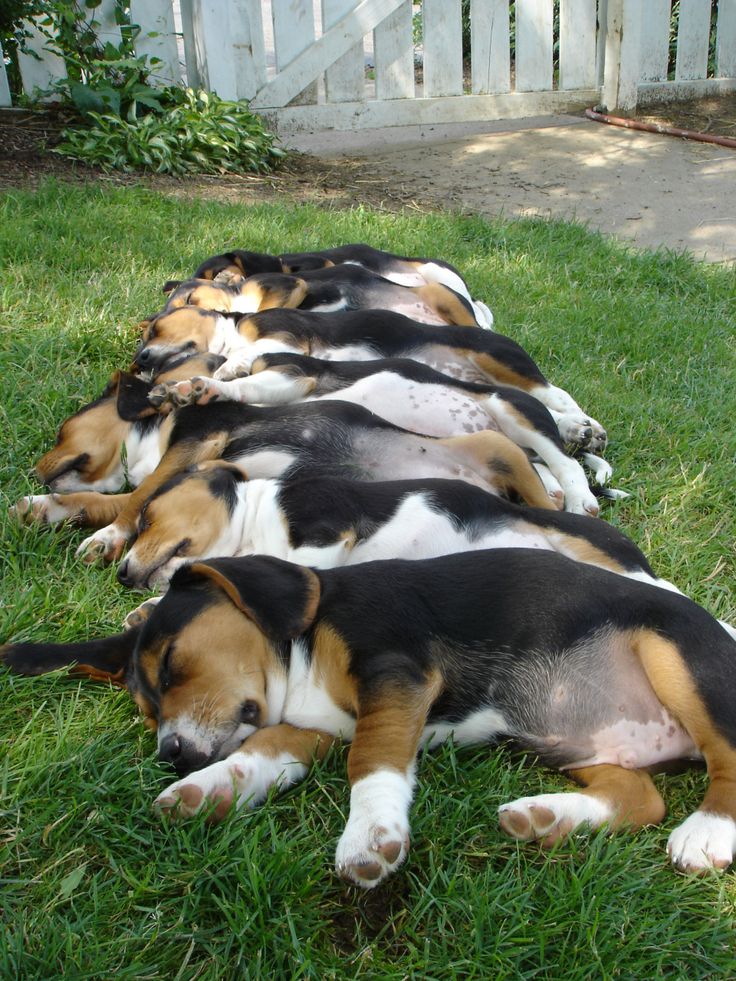 dogs sleeping together beagles