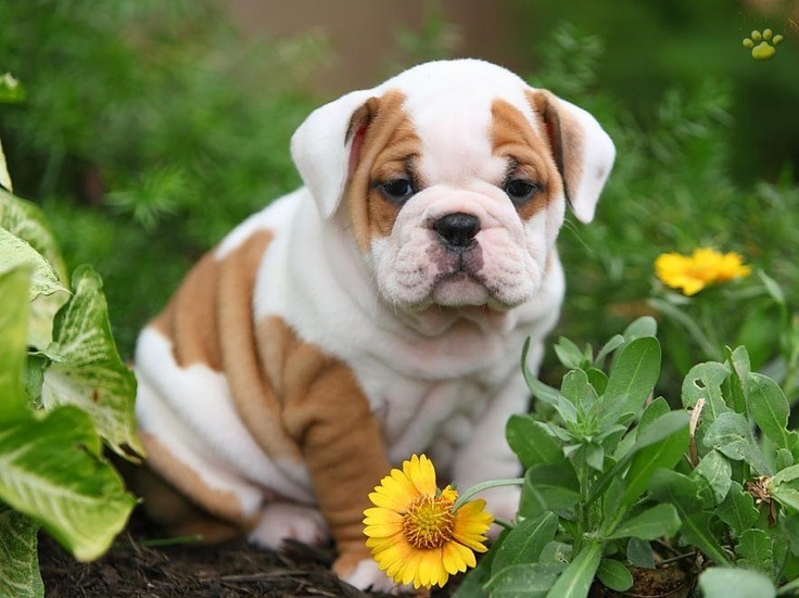 10 Reasons Why You Should Never Own English Bulldogs