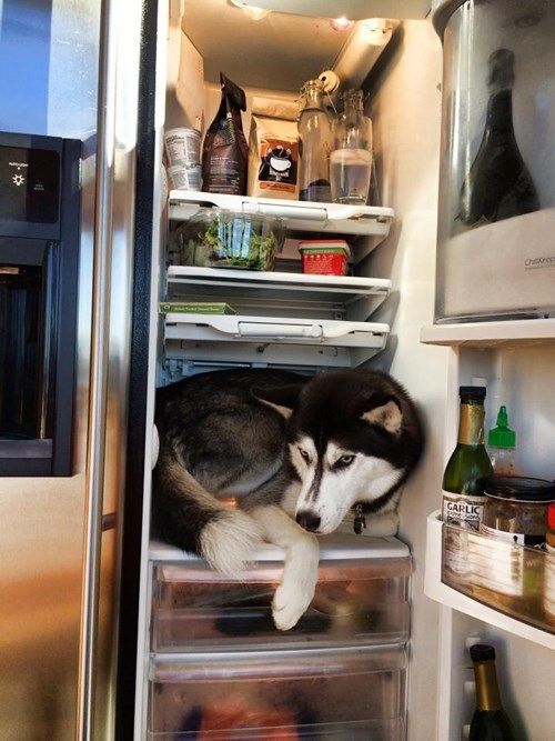 fridge, cold, husky, dog, funny