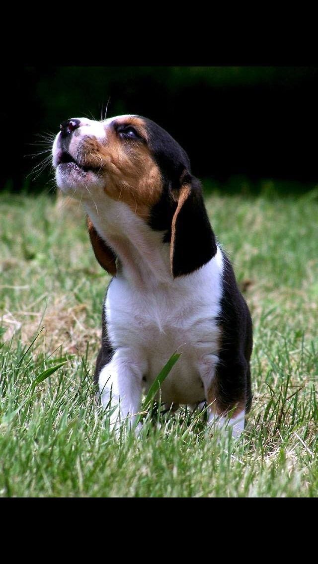 10 Reasons Why Beagles Are The Best Dogs Ever 2 funny, baby beagle, baying