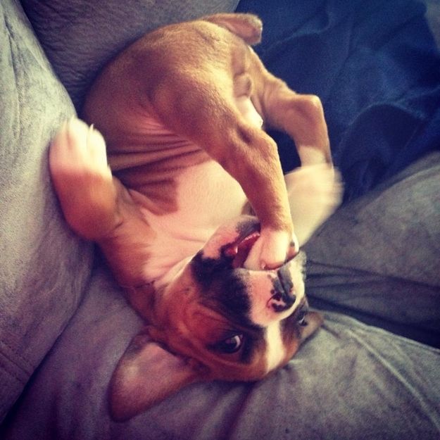 12 Reasons Why You Should Never Own Boxers 6 funny boxer dog