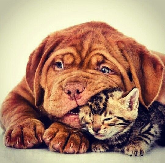 10 Mastiffs That Will Make You Laugh Every Time 10 funny cat and dog, awesome