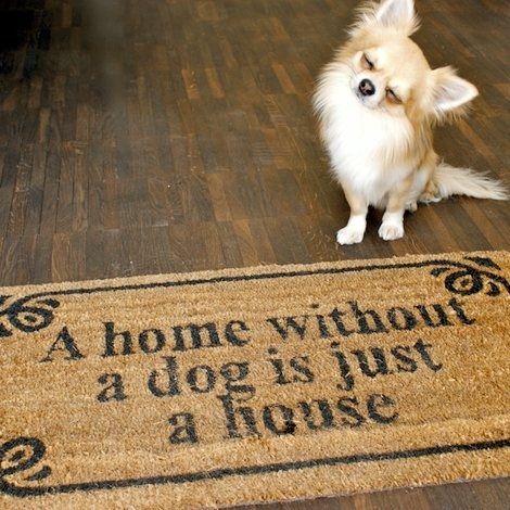 funny chihuhua dog pics