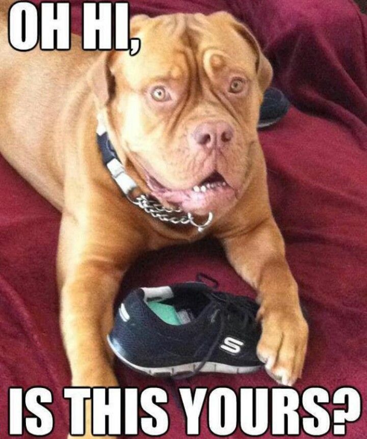 10 Mastiffs That Will Make You Laugh Every Time 4 funny dog footwear