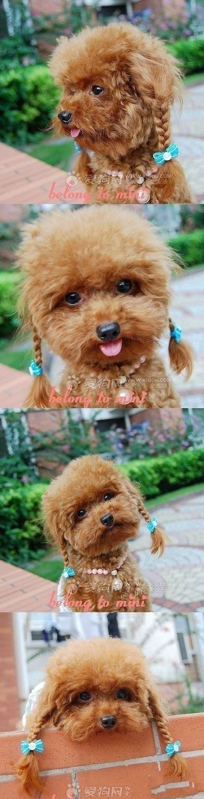 12 Reasons Why You Should Never Own Poodles 5 funny dog pet poodle cute