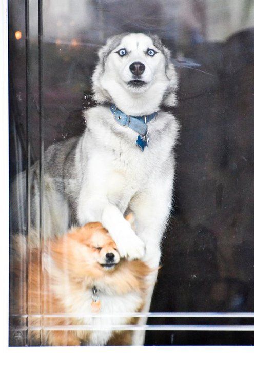 funny dogs, husky, pics, window