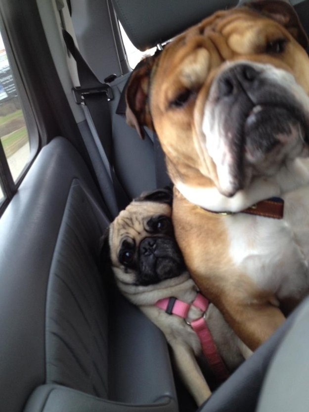 funny dogs pics image