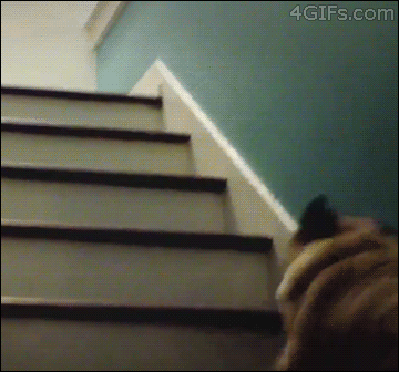 funny gif dog pug