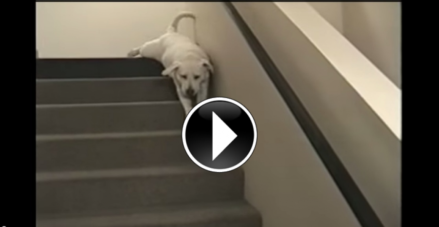 Awesome Compilation Of Our Favorite Labradors 98 Awesome Compilation Of Our Favorite Labradors 6