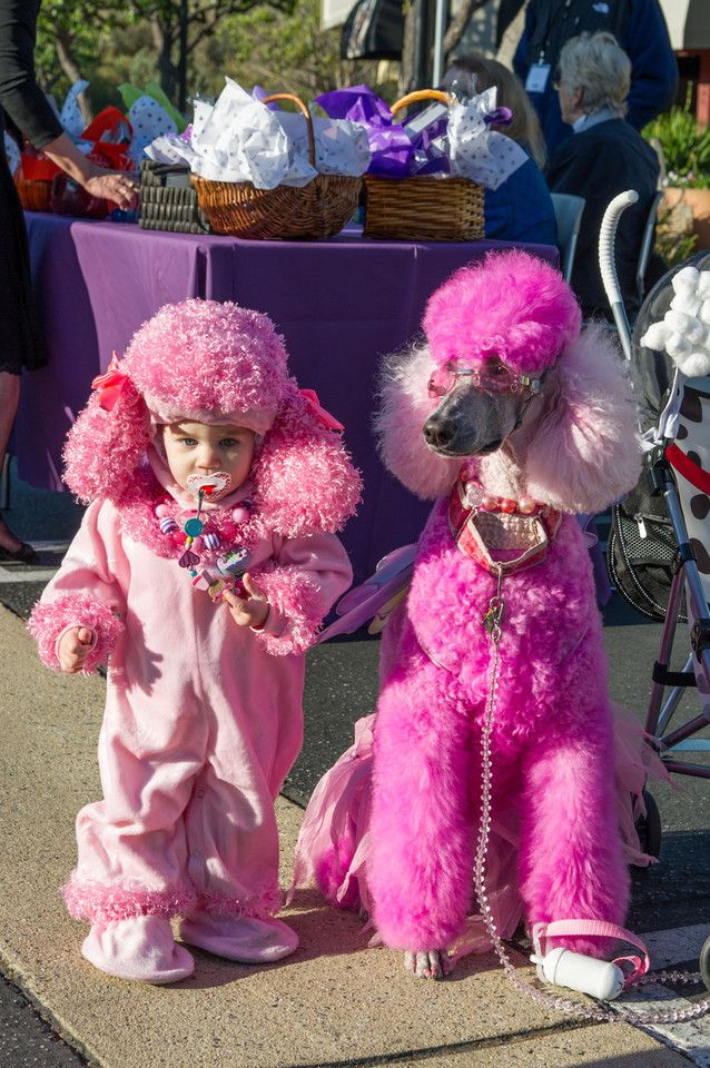 12 Reasons Why You Should Never Own Poodles 10 funny photo kid poodle pics