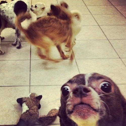funny play dogs