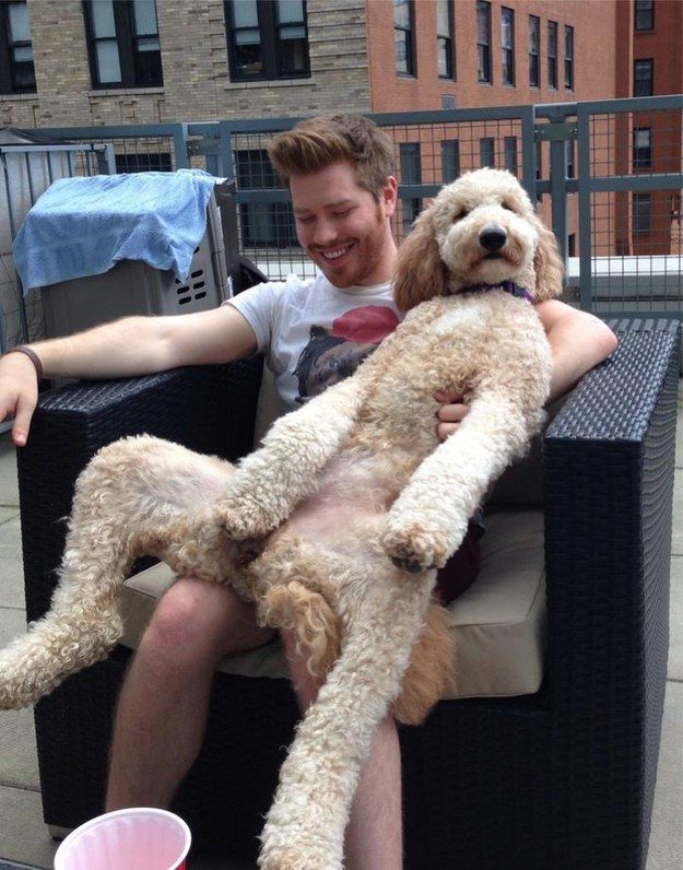 12 Reasons Why You Should Never Own Poodles 11 funny poodle man pics