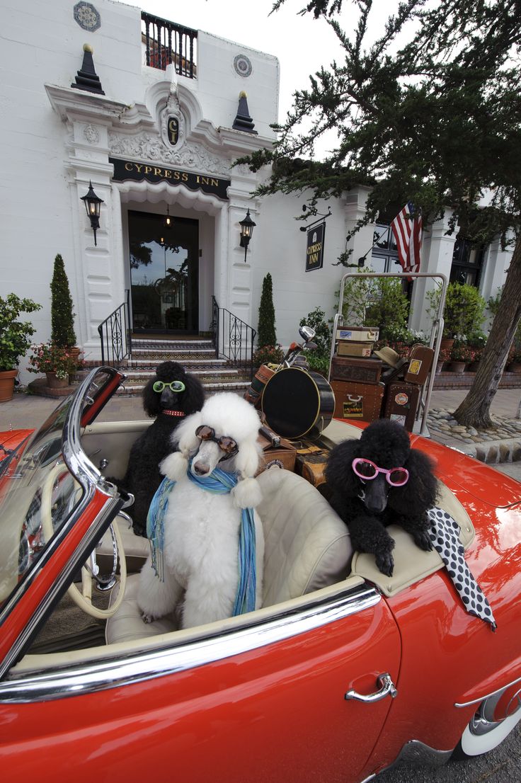 12 Reasons Why You Should Never Own Poodles 2 funny poodles shopping car