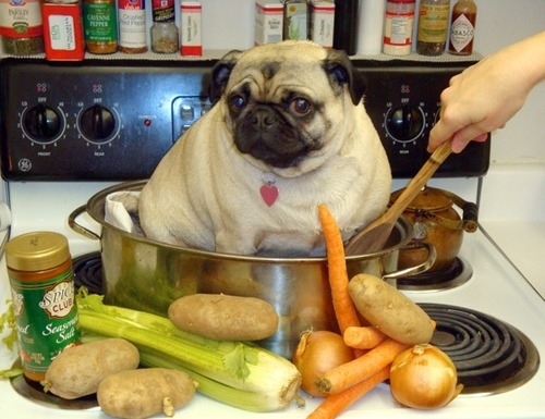 funny pug cook pics