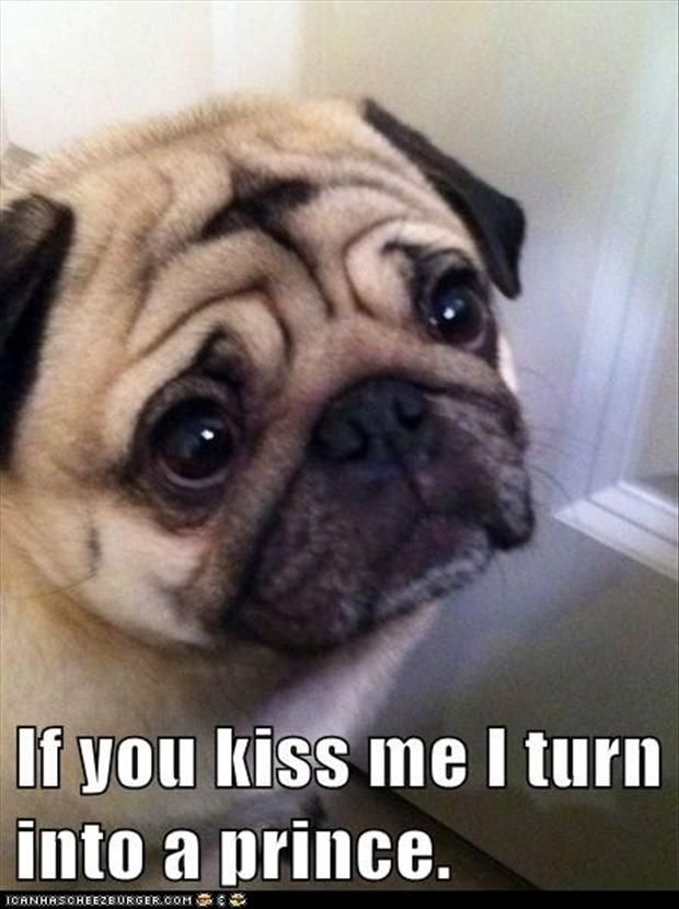 funny pug face pics