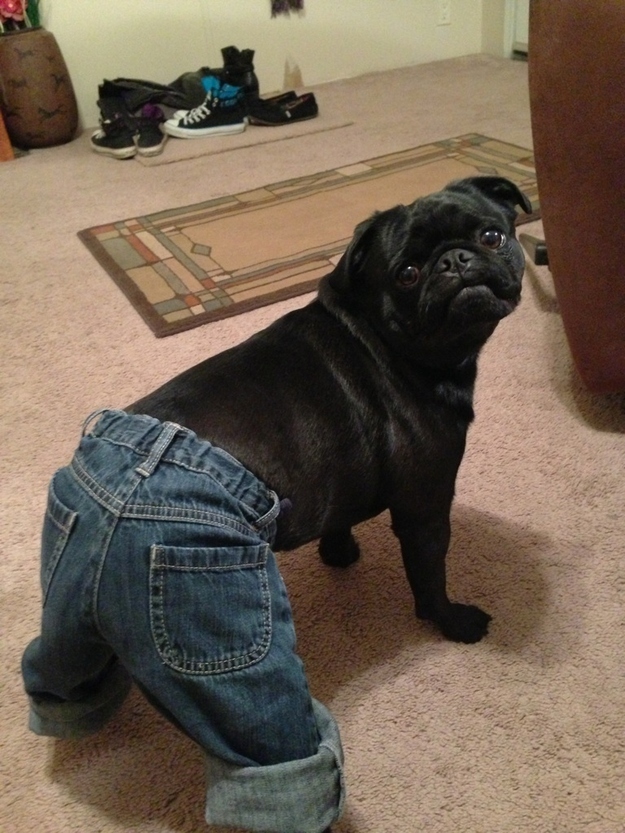 funny pug fashion jeans