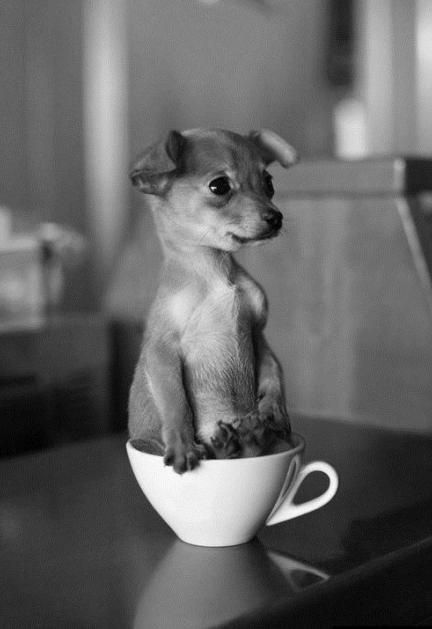 funny puppy chihuahua