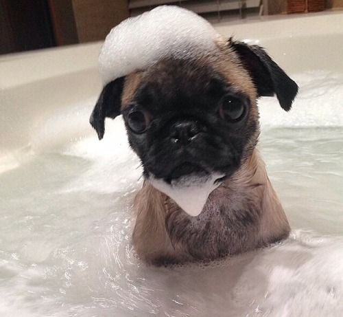 have bath, pug, funny