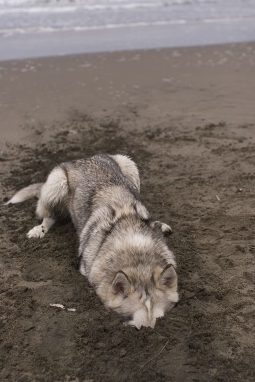 husky, funny, sand, dog