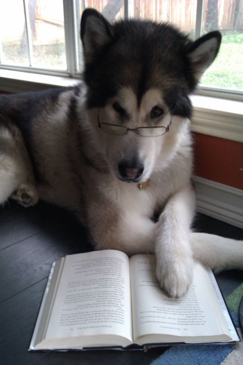 husky, glasses, book, read, dog