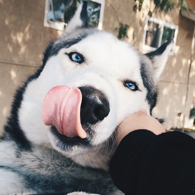 huskys face tongue cute