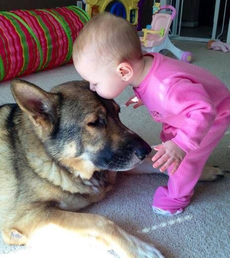 kid kiss dog
