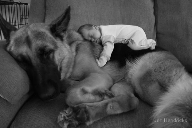 kid sleep german shepherd