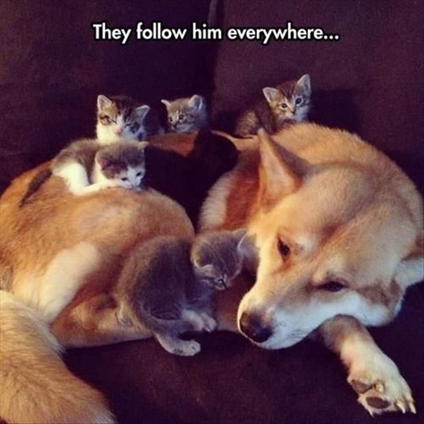 kitty, cats, dog, husky, photo